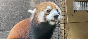 キントキ、おとなへもう一歩