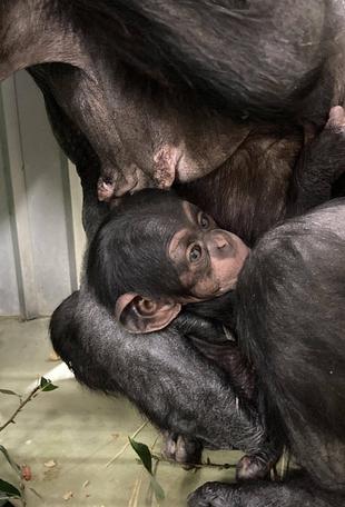 チンパンジーの赤ちゃんの愛称が決まりました！