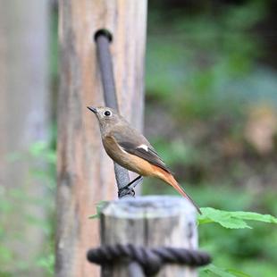 地域の生きもの保全プロジェクト活動のご報告 10月