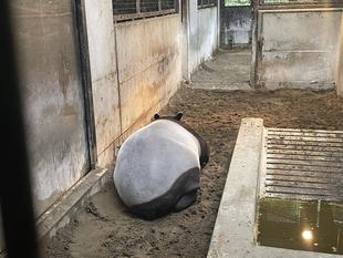 バク通信　私はだあれ？第2弾