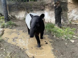 バク通信 卒業はいつ??