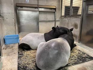 バク通信 顎のせがブームのようです