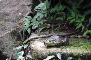 🦊最近のホンドギツネたち🐸