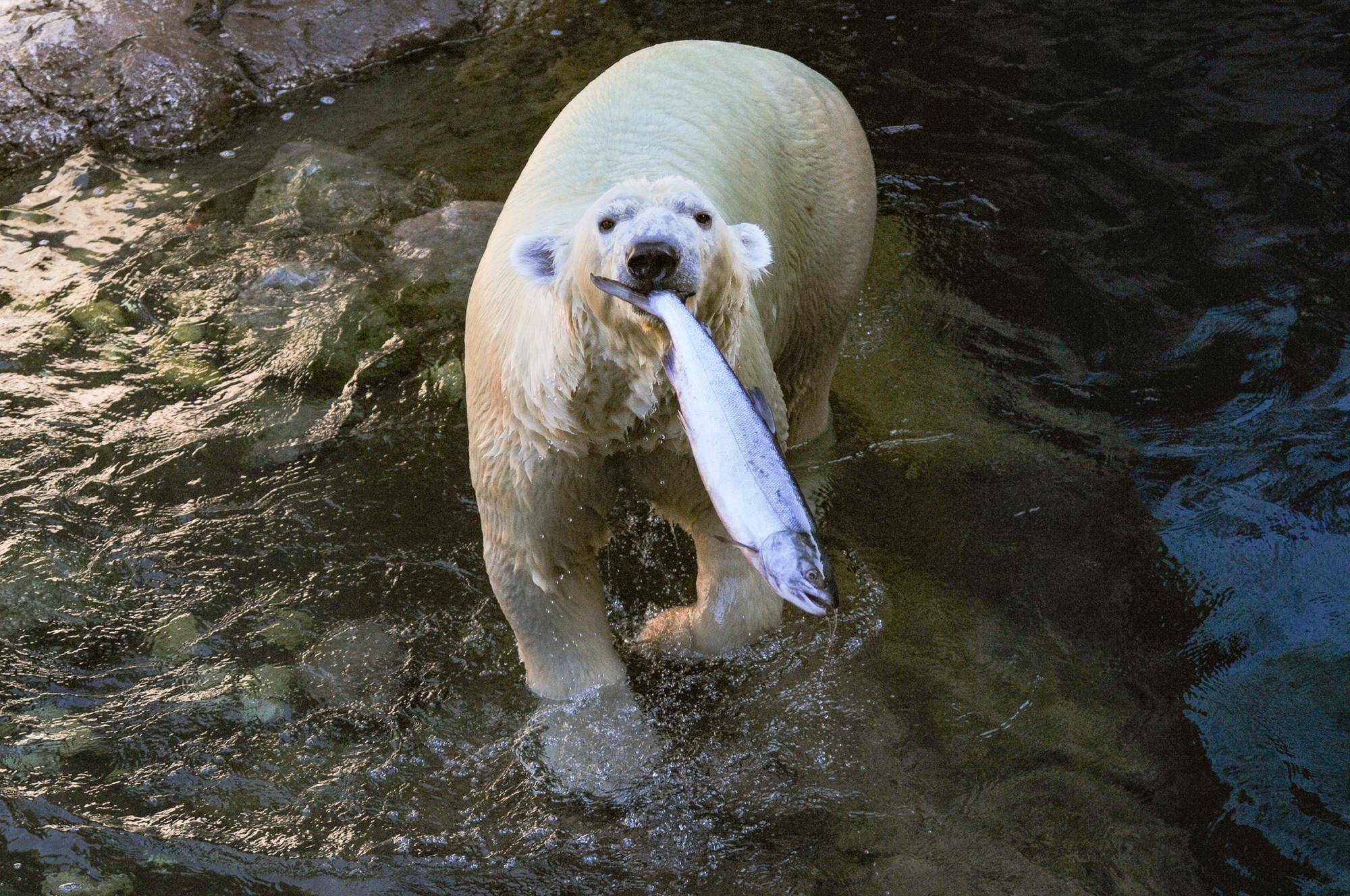 イッちゃんのお誕生日♪の写真