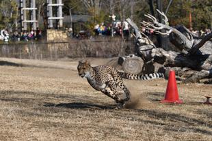 チーターブログ③　12月17日！チーターランのご案内🌟