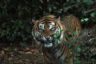 アカラが展示場に出てから