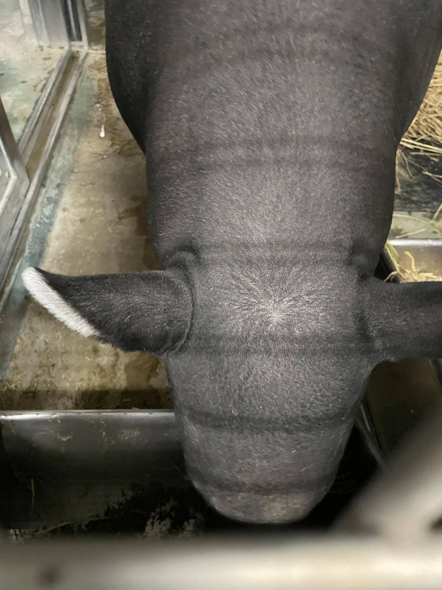 バク通信 ひでおにはつむじがある。の写真