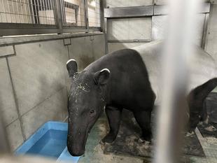 バク通信　あびるひでお