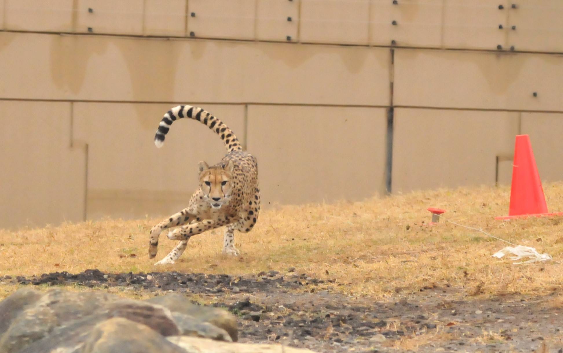 チーターブログ④ 4年ぶりのチーターラン!・今後の予定についての写真