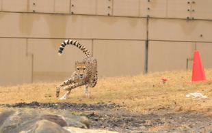 チーターブログ④　４年ぶりのチーターラン！・今後の予定について
