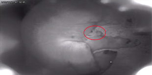 イッちゃんについてのご報告