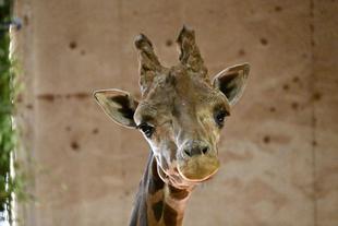 ハクナ9歳！！おめでとう！