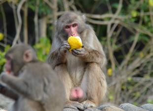 ユズをあげてみました！