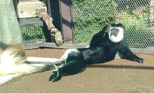 リラックス・コロブス！