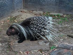 ヤマアラシの12月