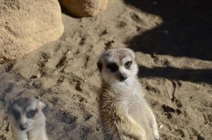 サバンナをぶらぶらしてみる