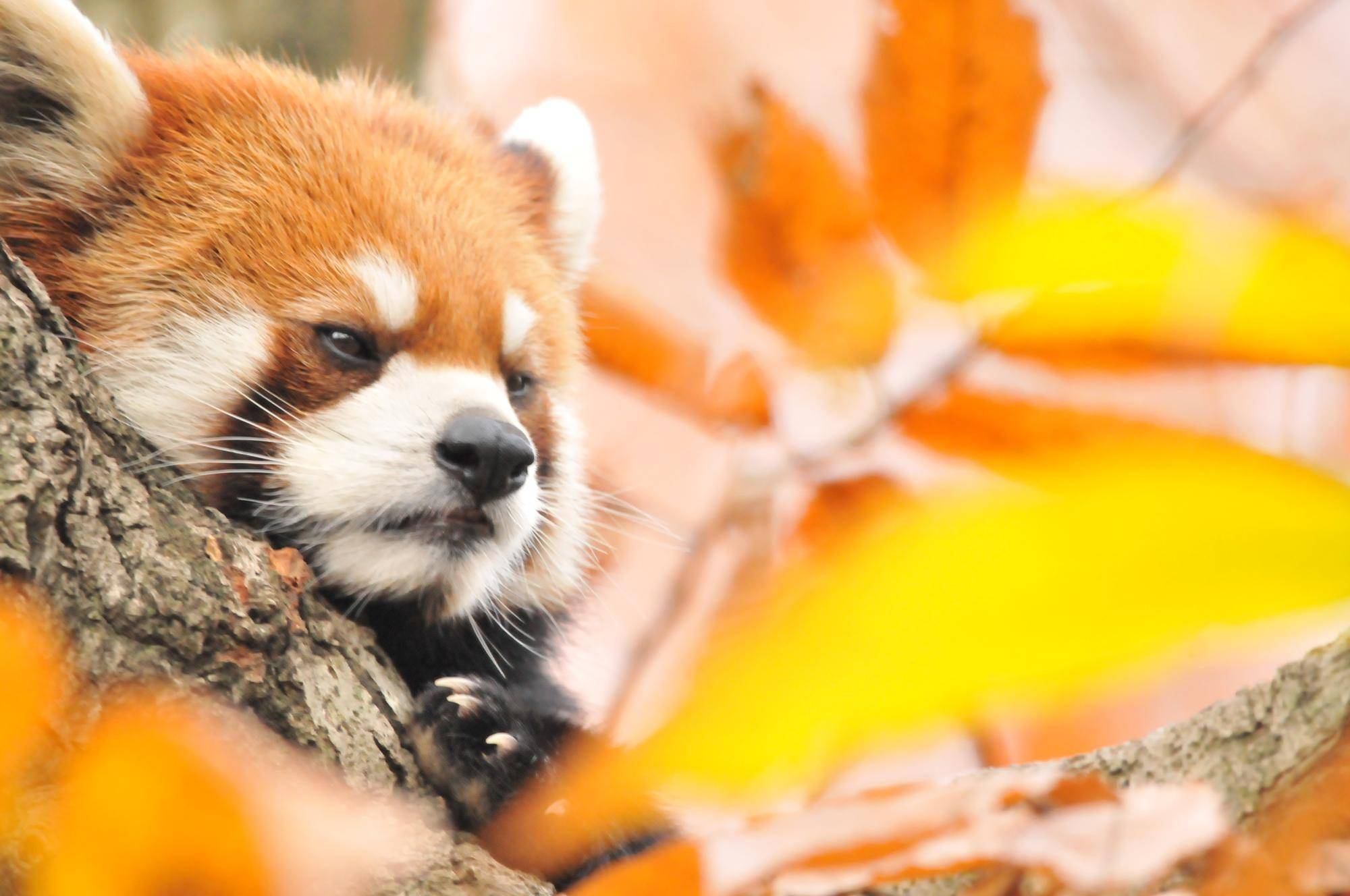 📷Instagram活動日記 ~レッサーパンダ編~ 📷の写真