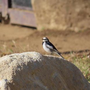 地域の生きもの保全プロジェクト活動のご報告 11月
