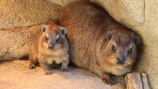 こがね、もうすぐおとなへ