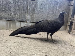 カンムリセイラン成長記録⑪