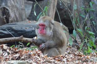 ニホンザル大食いグランプリ👑!!
