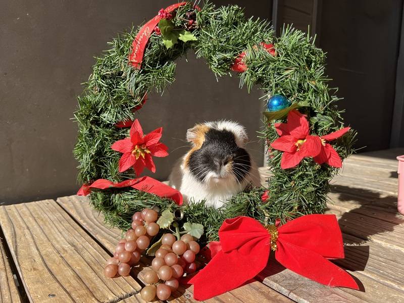 ぱかぱか広場もクリスマス気分の写真