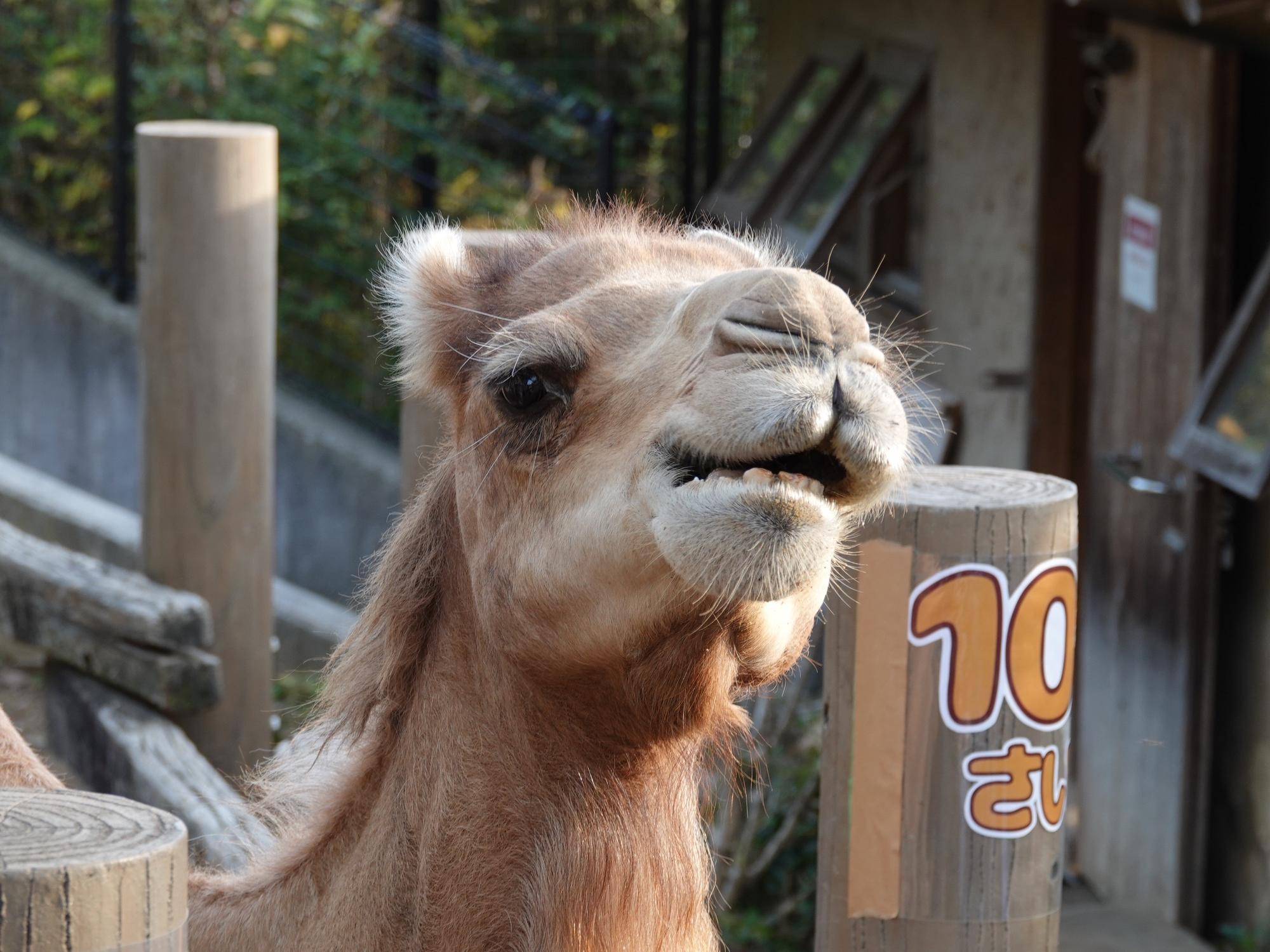 ソフィーの誕生日会を行いました!の写真