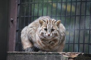 ようこそ、たんぽぽ! 元気でね、さすな!