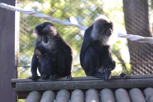 群れ展示始めました