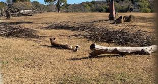 サバンナブログ　NEW！バリケード？