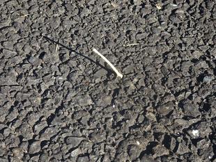 ～　擬態☆見つ・？・かっていますけど・・・　～