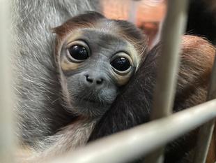 祝　生まれました！！！！！！