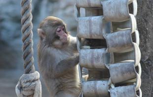 新しいフィーダー