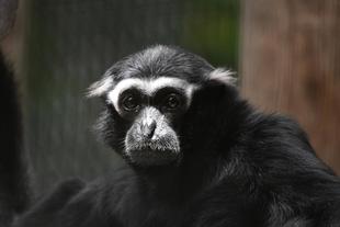 ボウシテナガザルの顔