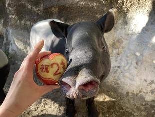 バク通信　㊗️ひでお2才!!