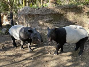 バク通信　裏話いろいろ...