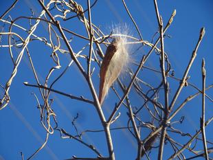 ～　ガガイモ　3　～