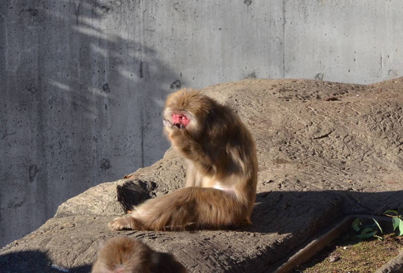 ニホンザルの日なたぼっこ🐵🌞の写真