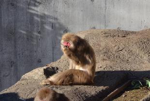 ニホンザルの日なたぼっこ🐵🌞