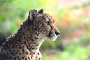 国際チーターの日のイベントを実施しました！