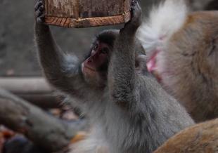 ニホンザルのお正月特別ガイドを行いました！