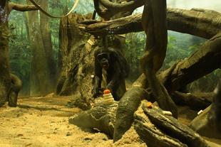 チンパンジーたちのお正月