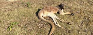 アカカンガルーの「サイ」が死亡しました