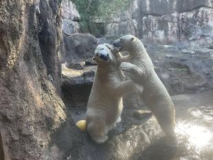 ゴーゴとイッちゃんついてお知らせ