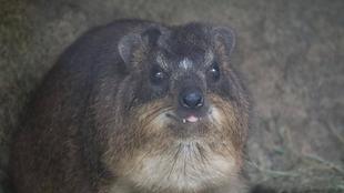 ケープハイラックス展示方法の変更について