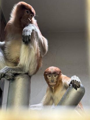 テングザルの飼育について☆*+。
