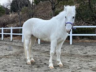 新しいポニーがやってきた