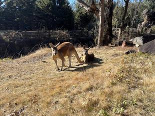 年末年始のアカカンガルー＆エミュー
