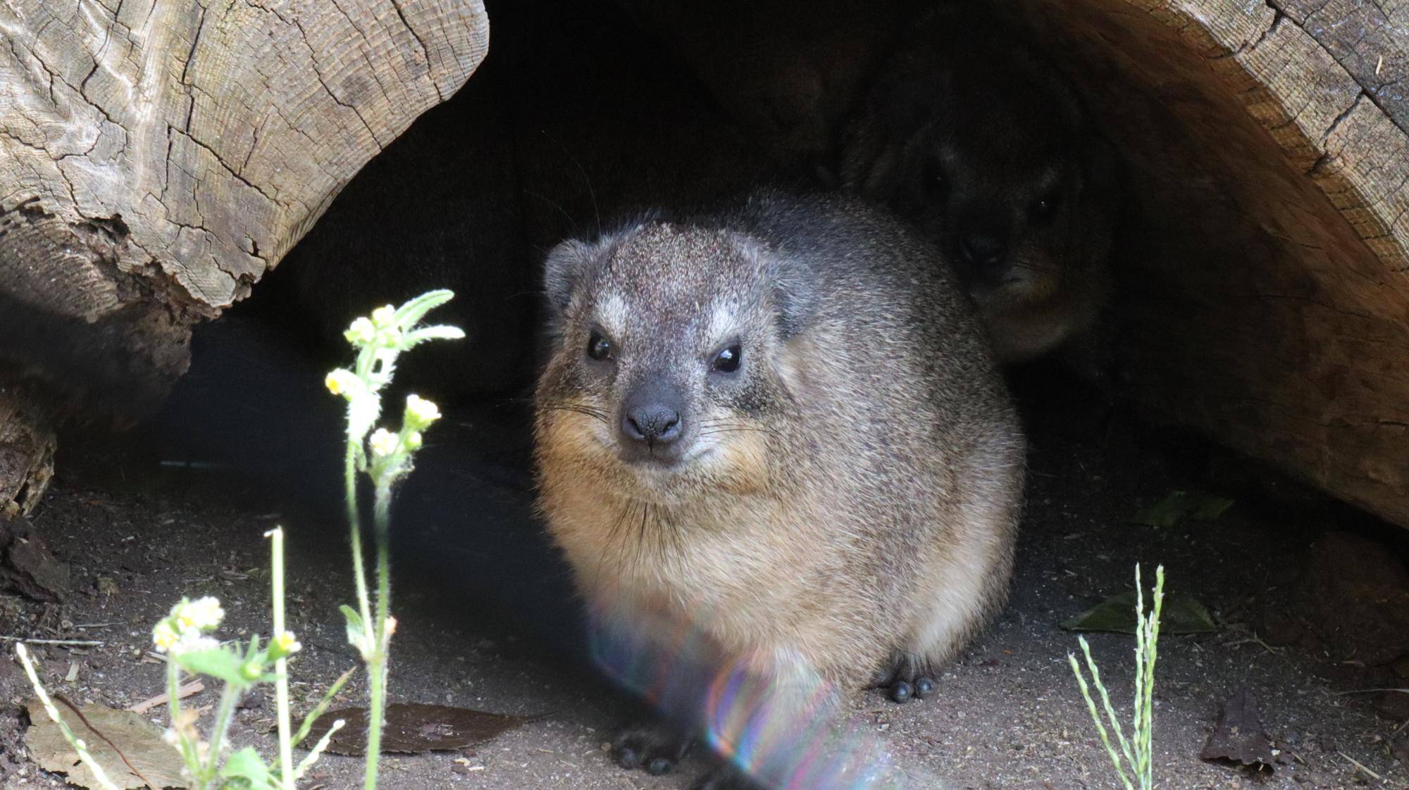 チーズ、ありがとうの写真