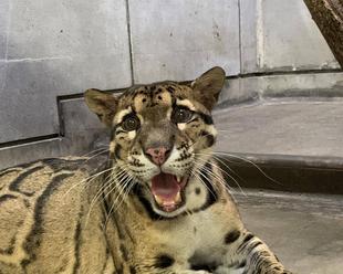 スパイダーの変化